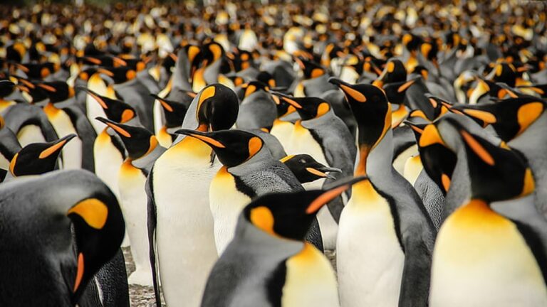 a sea of penguins
